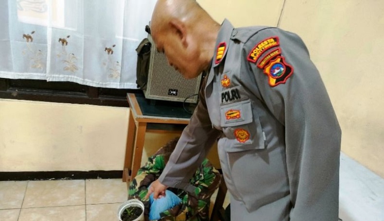 Buru Pencuri, Polisi Malah Temukan Puluhan Pohon Ganja dalam Rumah di Bukittinggi