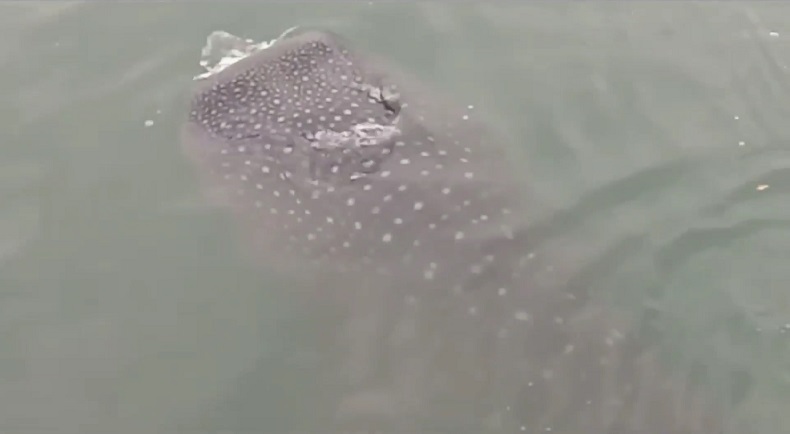 Kawanan Hiu Tutul Muncul di Dermaga Panarukan Situbondo, Jadi Tontonan Warga