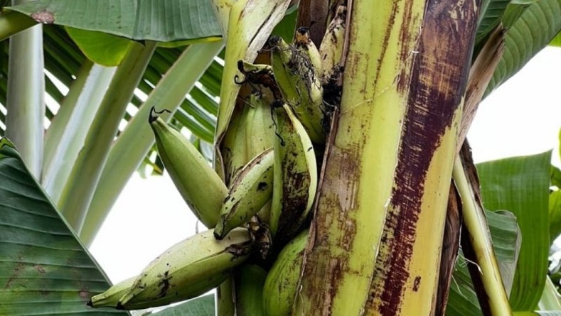 Heboh Pisang Tumbuh dalam Batang Pohon di Surabaya, Ini Penjelasan Pakar