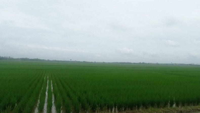 title Lebak Tahun Ini Akan Produksi Beras 400.000 Ton, Panen 3 Kali Musim Setahun Lebak Tahun Ini Akan Produksi Beras 400.000 Ton, Panen 3 Kali Musim Setahun