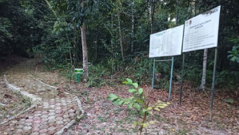 Usung Kota Rimba Berkelas Dunia, Hutan IKN Akan Ditanami 15 Juta Pohon