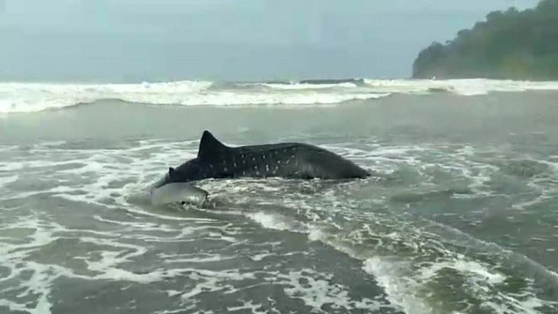 title Hiu Tutul Mati Seberat 2 Ton Terdampar di Pantai Suwuk Kebumen Hiu Tutul Mati Seberat 2 Ton Terdampar di Pantai Suwuk Kebumen