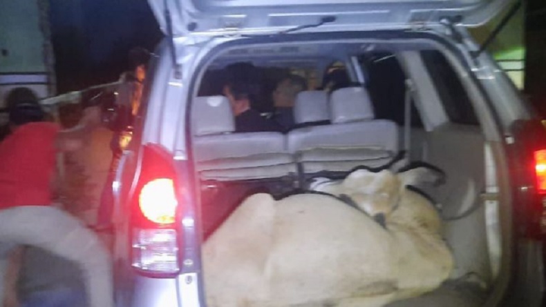 Komplotan Pencuri Ternak di Agam Ditangkap, Polisi Temukan Sapi di Bagasi Mobil