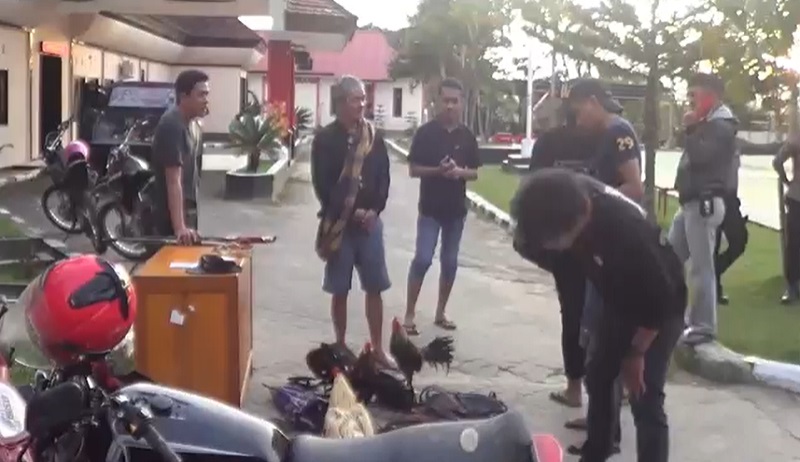 Arena Judi Sabung Ayam di Mamasa Digerebek Polisi, 1 Pelaku Ditangkap