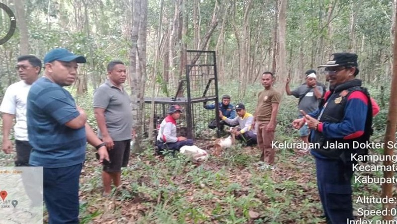 Harimau Berkeliaran di Siak, Petugas Pasang Kamera dan Kandang Jebakan Berisi Kambing
