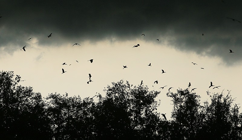 Hutan Mangrove Karangsong Tempat Tinggal 14 Jenis Burung Langka Dilindungi - Bagian 2