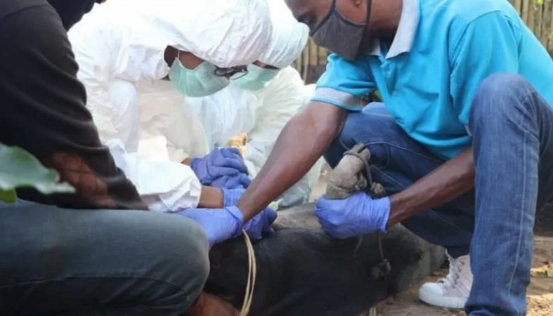 75 Babi di Kupang Mati Mendadak, Diduga Terjangkit Penyakit ASF