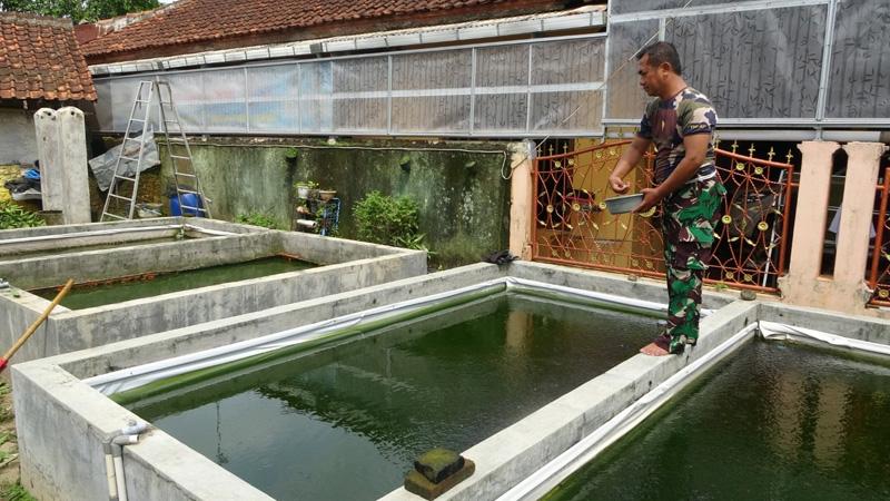  Cerita Serka Bambang, Babinsa Pekalongan yang Sukses Budi Daya Puluhan Ribu Bibit Lele