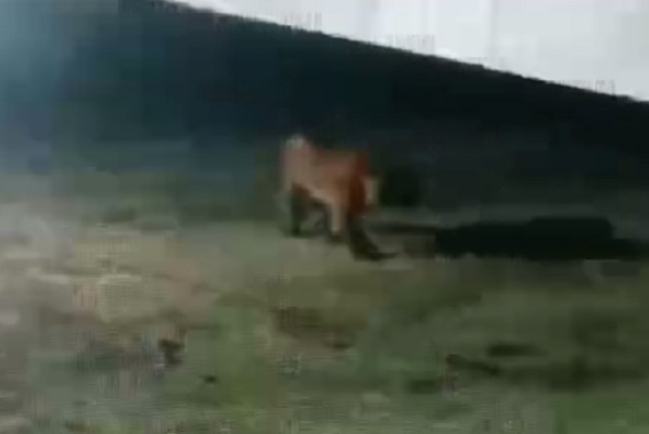 Harimau Sumatera Berkeliaran di Kota Siak, Masyarakat Waspada