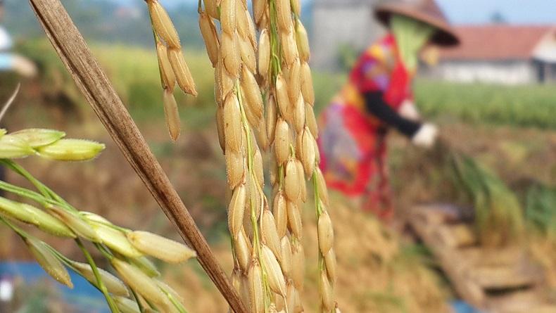 Pangan dari Hasil Bioteknologi Amankah Dikonsumsi Manusia? Ini Kata Ahli