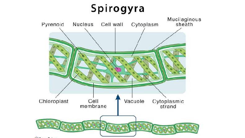 Mengenal Proses Perkembangbiakan Tumbuhan Secara Seksual