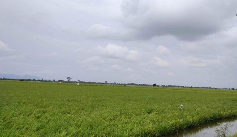 3.489 Hektare Tanaman Padi di Kudus Puso akibat Banjir, Kerugian Puluhan Miliar Rupiah