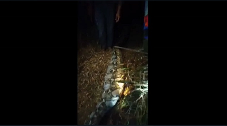 Mangsa 3 Kambing Ternak, Ular Piton 8 Meter di Muarojambi Ditangkap Warga
