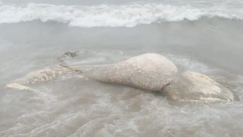 Ikan Paus Sepanjang 5 Meter Ditemukan Mati di Pesisir Pantai Aceh Barat Daya 