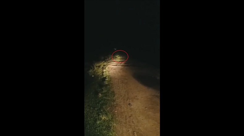 Ngeri, Buaya 2,5 Meter di Tanjab Timur Naik ke Jalan Adang Pemotor Melintas