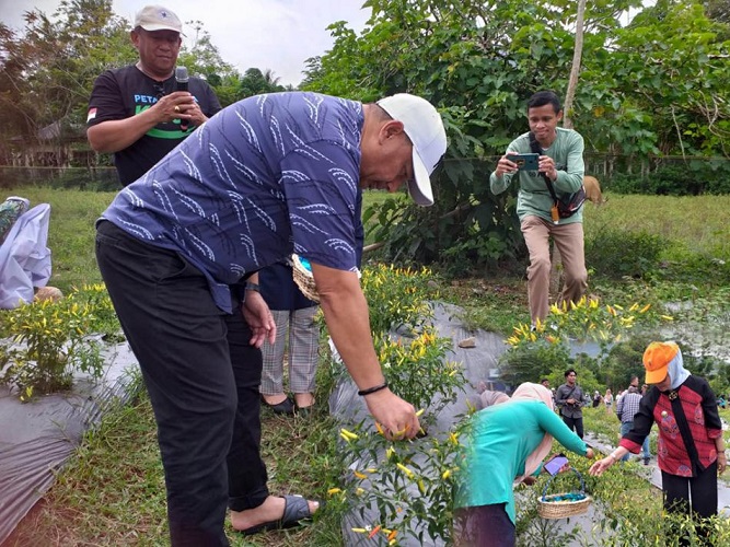 Panen Perdana Cabai Varietas Dewata, Bupati Bone Bolango: Penghasilannya Menjanjikan