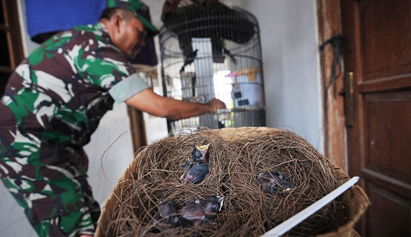 Potret Prajurit TNI Ternak Murai Batu, Edukasi Generasi Muda Usaha Mandiri - Bagian 2