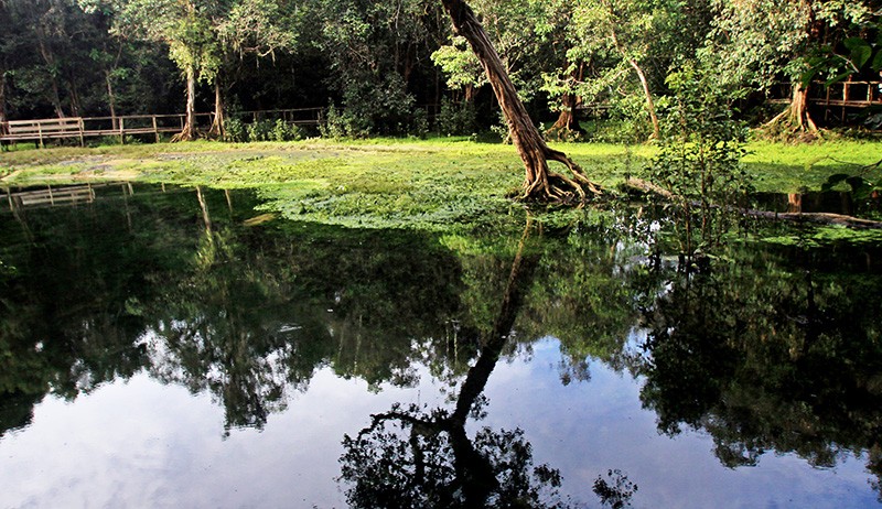 Viral Hutan Negeri Dongeng Dikelilingi Keindahan Danau di Biak Papua - Bagian 1