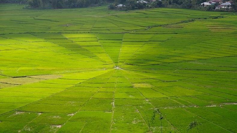 Lodok Lingko, Sawah Bentuk Jaring Laba-Laba di NTT yang Pembagiannya Tak Sembarangan