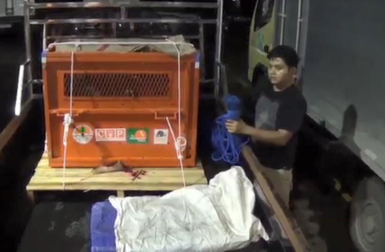 BKSDA Gagalkan Penyelundupan Orang Utan ke Filipina