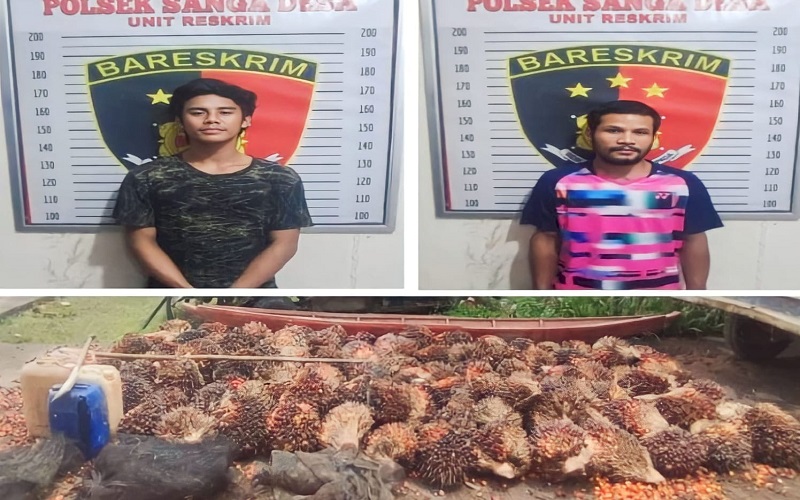 Curi Puluhan Tandan Buah Sawit, 2 Pria Muba Ditangkap Polisi 