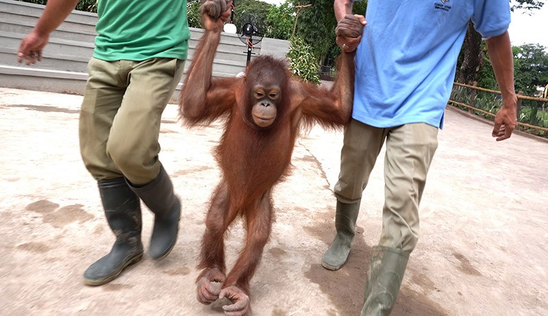 Foto Solo Safari Resmi Dibuka - Bagian 3