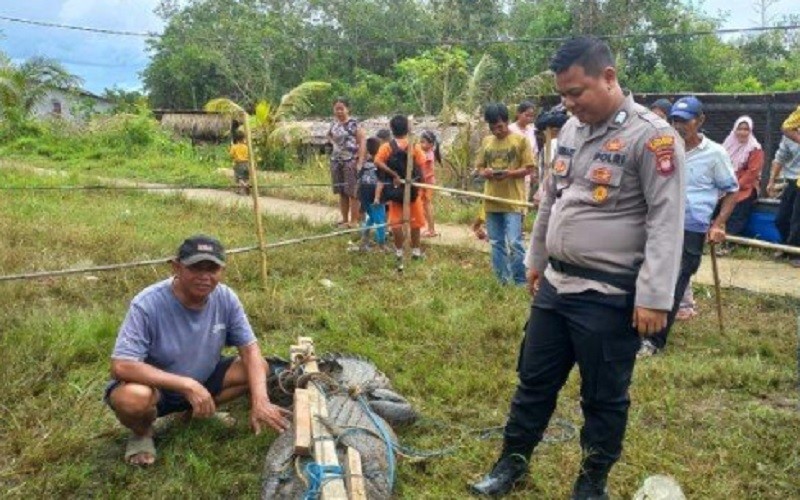 Dibantu Pawang, Warga Tangkap Buaya Terkam Manusia di Kayong Utara