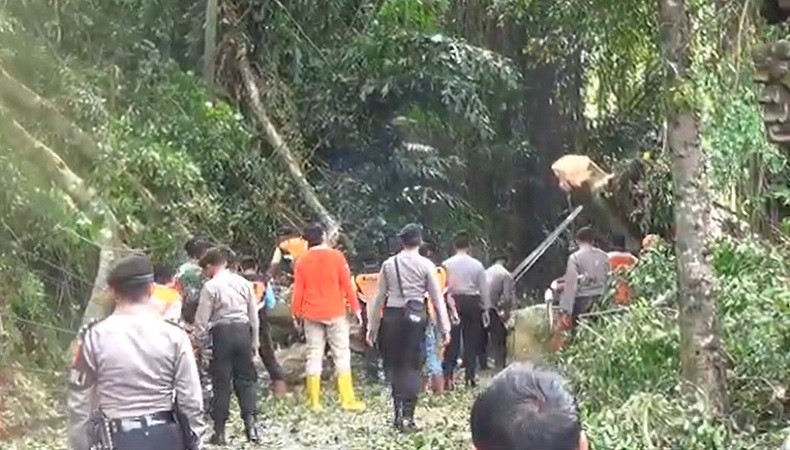 Pohon Beringin Tumbang Lumpuhkan Jalur Penghubung Bangli-Karangasem
