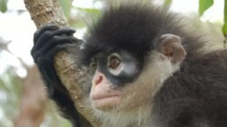 Kekah Terancam Punah, Binatang Primata Endemik Natuna 