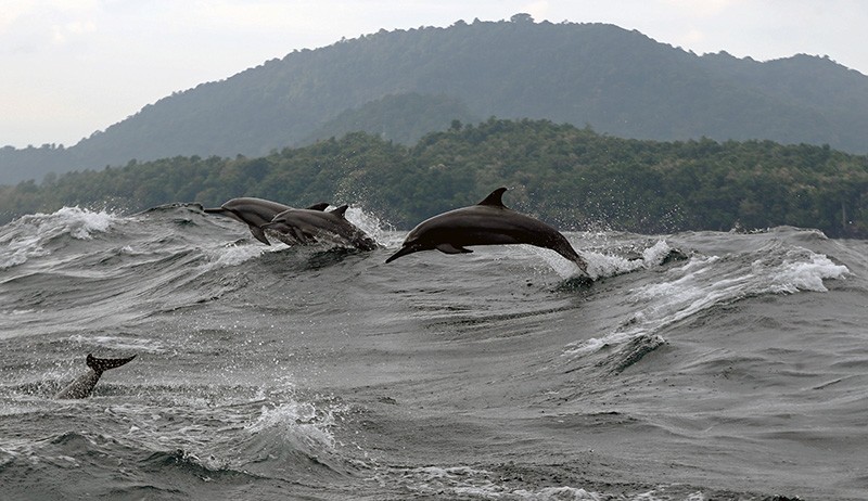 Kemunculan Lumba-Lumba di Perairan Selat Malaka Mengundang Datangnya Wisatawan - Bagian 2