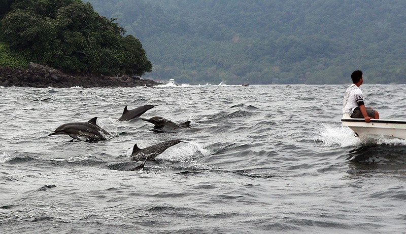 Viral 8 Lumba-Lumba Terdampar di Asahan, Dievakuasi ke Laut Pakai 3 Perahu