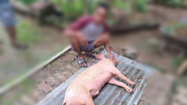 Kasus Babi Mati Mendadak di NTT Capai 256 Ekor