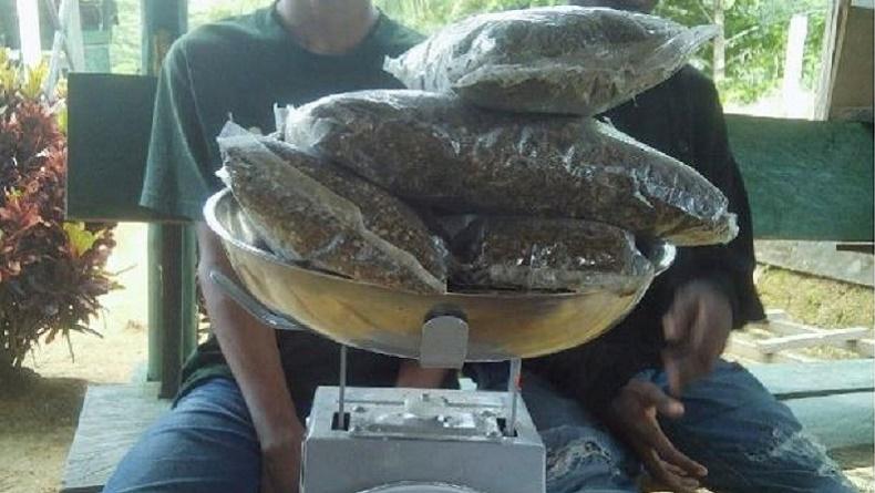 Bawa Ganja 500 Gram, 2 Pria Ini Ditangkap Anggota Satgas TNI di Keerom