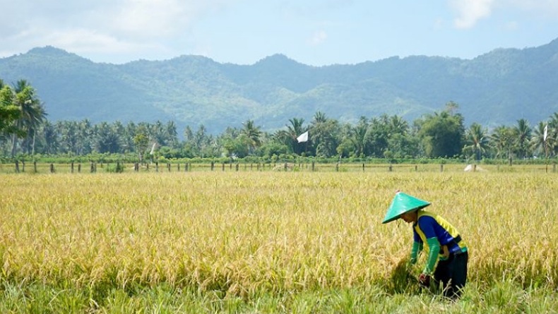Pemkab Bone Bolango Dorong 3 Kali Musim Tanam Padi