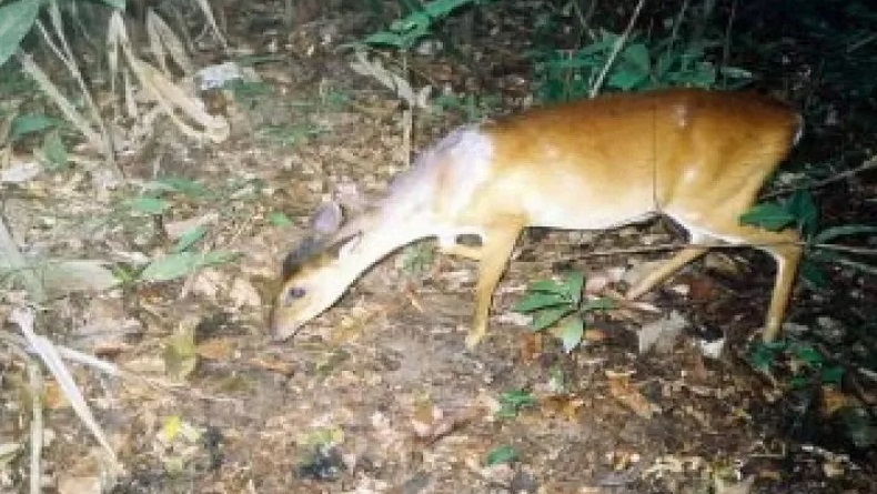title Misteri Kijang Emas di Pegunungan Meratus, Masih Adakah Keberadaannya? Misteri Kijang Emas di Pegunungan Meratus, Masih Adakah Keberadaannya?