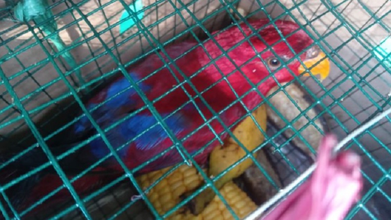 Cendera Mata dari Teman, Burung Nuri Penumpang KM Sirimau Disita Petugas