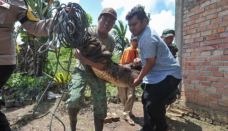 Buaya Panjang 3 Meter Ditangkap Warga Jambi, Dibawa Naik Pikap ke BKSDA - Bagian 3