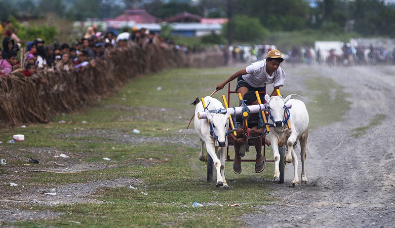 Melihat Keseruan Lomba Karapan Sapi Tradisional di Sigi - Bagian 3