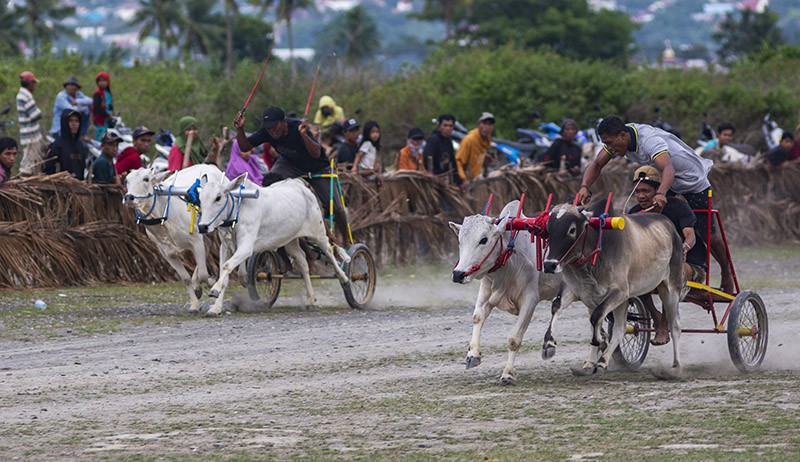 Melihat Keseruan Lomba Karapan Sapi Tradisional di Sigi - Bagian 2