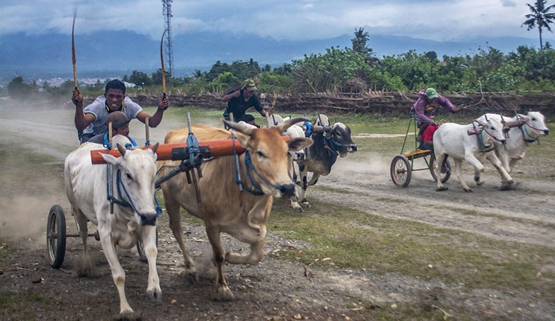 Melihat Keseruan Lomba Karapan Sapi Tradisional di Sigi - Bagian 1