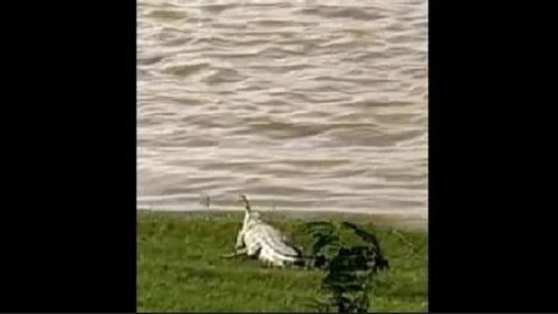 Heboh Kemunculan Buaya Putih di Muarojambi, Pertanda Apa ?