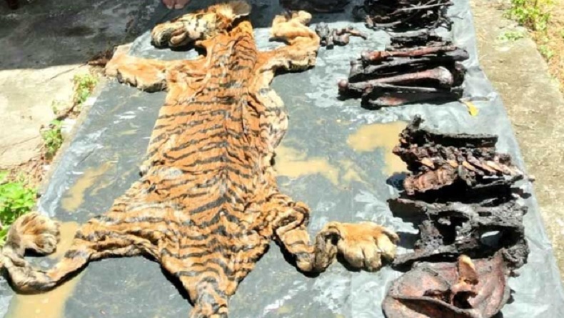title Mantan Bupati Bener Meriah Aceh Ditahan, Tersangka Perdagangan Kulit Harimau Mantan Bupati Bener Meriah Aceh Ditahan, Tersangka Perdagangan Kulit Harimau