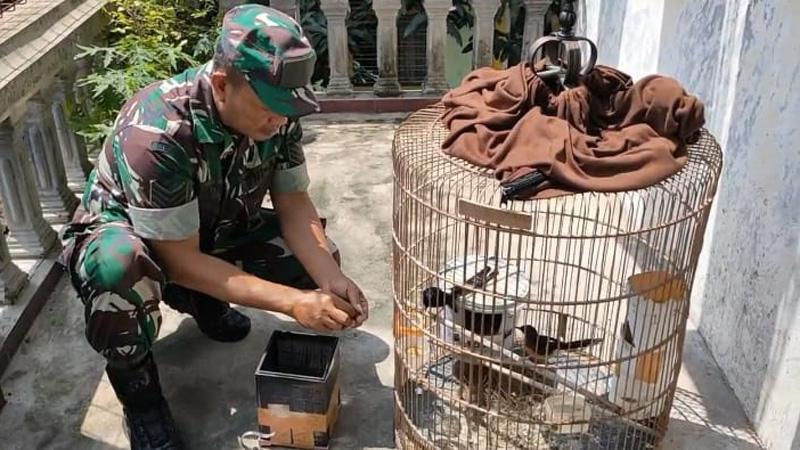  Berawal dari Hobi, Anggota TNI Ini Sukses Ternak Burung Murai Batu Beromzet Jutaan Rupiah