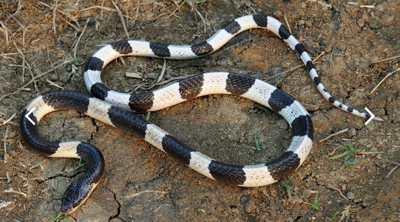 Mitos Ular Weling Hanya Gigit Orang Bernasib Sial, Benarkah?