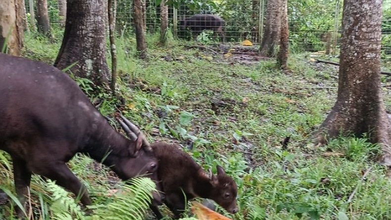 Si Denok Melahirkan, Bayi Anoa Itu Diberi Nama Raden