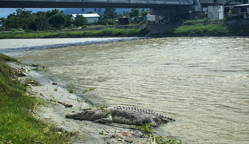Kemunculan Buaya di Pinggir Sungai Palu Bikin Resah, Sapi Ternak Diintai - Bagian 2