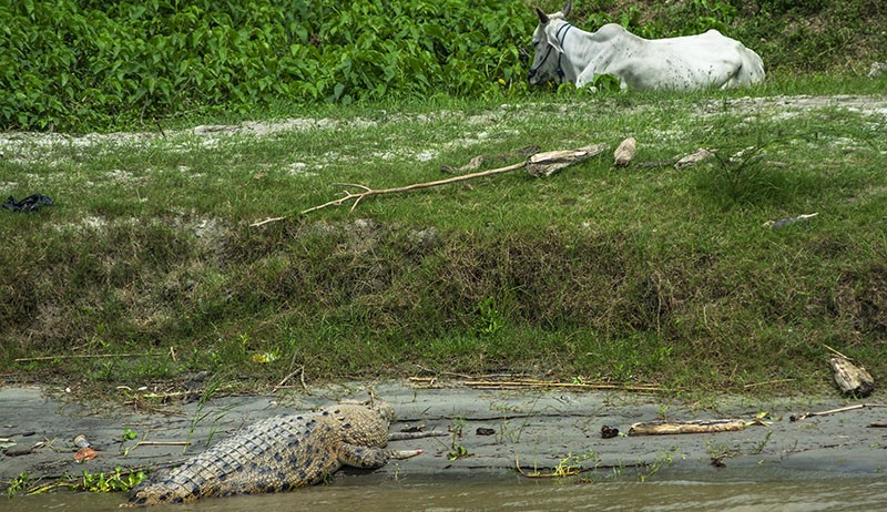 Kemunculan Buaya di Pinggir Sungai Palu Bikin Resah, Sapi Ternak Diintai - Bagian 1