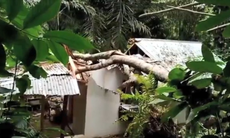 Pohon Tumbang Timpa 1 Rumah Warga di Tana Toraja