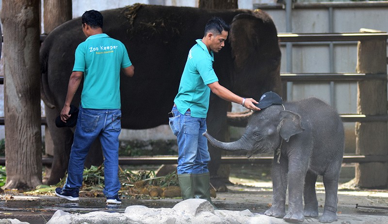Beautifikasi Kandang Taman Margasatwa Ragunan Butuh Biaya Rp130 Miliar - Bagian 2