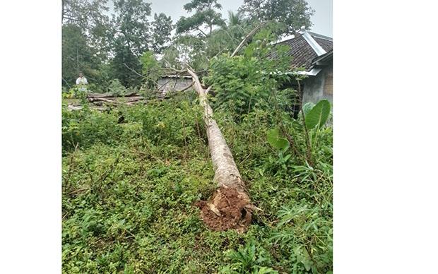 Hujan Deras Disertai Angin Sebabkan Pohon Setinggi 15 Meter Tumbang Timpa Rumah di Patuk